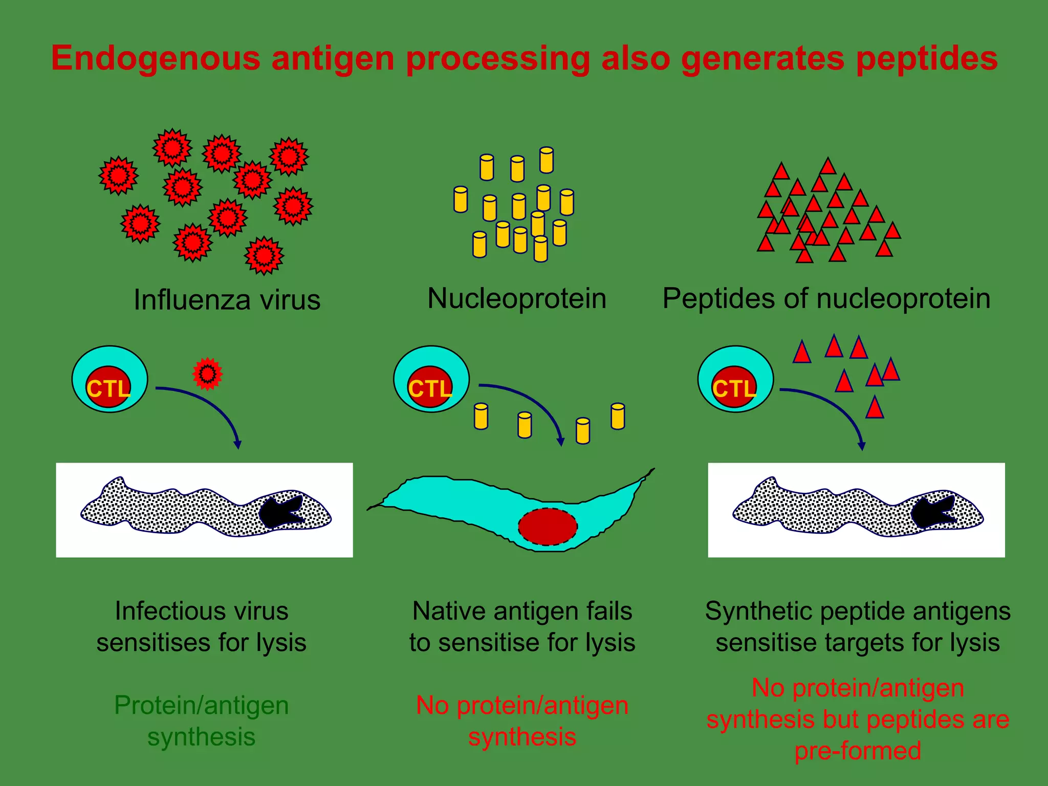 Endogenous antigen processing also generates peptides Infectious virus sensitises for lysis Protein/antigen synthesis Synthetic peptide antigens sensitise targets for lysis No protein/antigen synthesis but peptides are pre-formed Peptides of nucleoprotein Native antigen fails to sensitise for lysis No protein/antigen synthesis CTL Influenza virus Nucleoprotein CTL CTL 