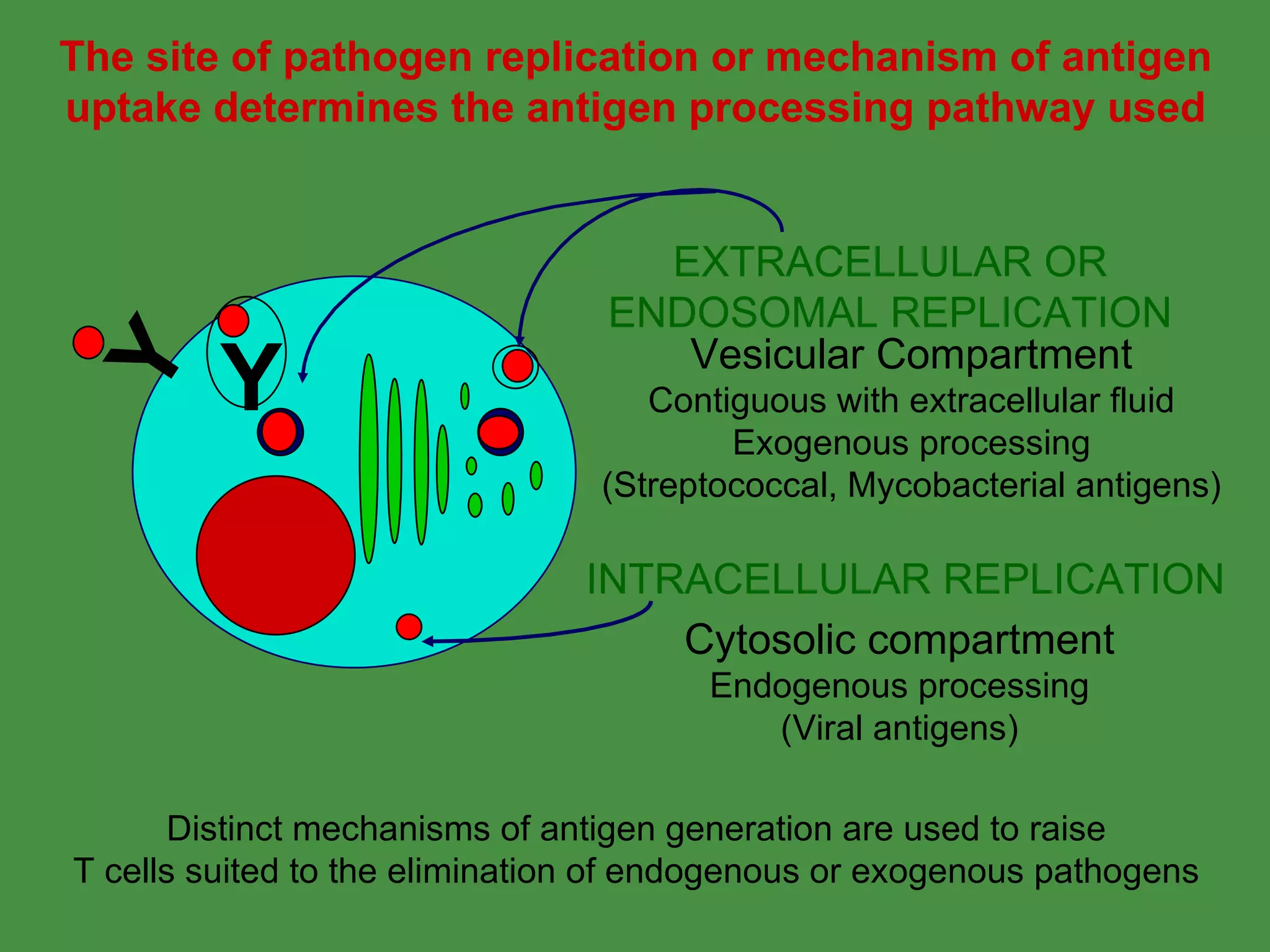 Y The site of pathogen replication or mechanism of antigen uptake determines the antigen processing pathway used Cytosolic compartment Endogenous processing (Viral antigens) Vesicular Compartment Contiguous with extracellular fluid Exogenous processing (Streptococcal, Mycobacterial antigens) Distinct mechanisms of antigen generation are used to raise T cells suited to the elimination of endogenous or exogenous pathogens INTRACELLULAR REPLICATION EXTRACELLULAR OR ENDOSOMAL REPLICATION Y 