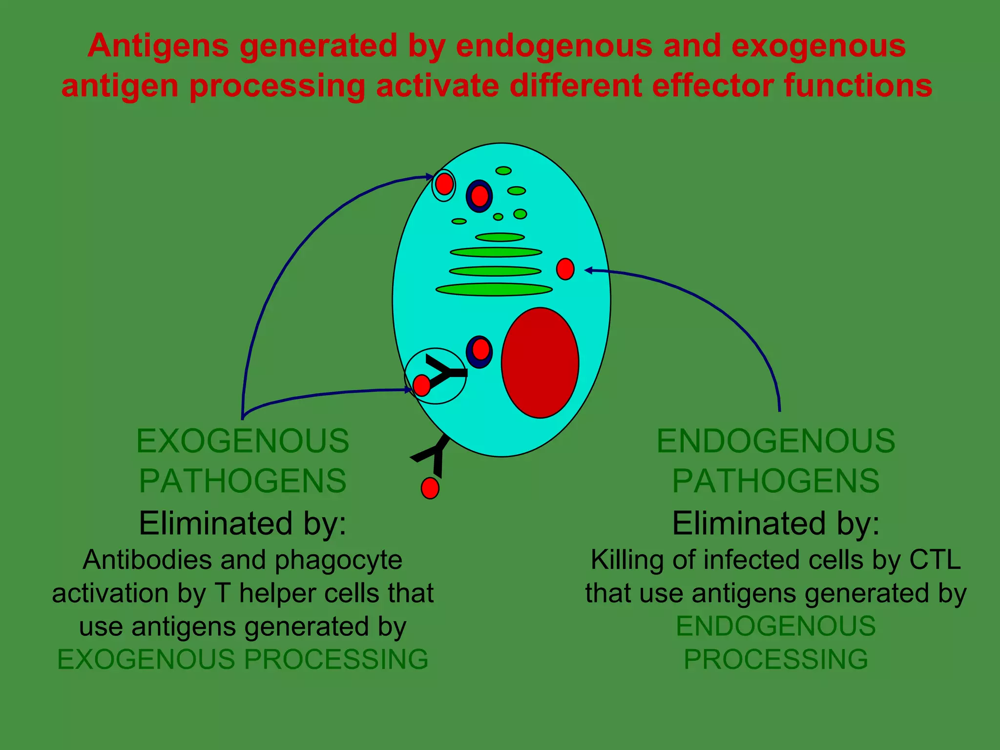 Y Eliminated by: Killing of infected cells by   CTL that use antigens generated by  ENDOGENOUS PROCESSING Eliminated by: Antibodies and phagocyte activation by T helper cells   that use antigens generated by EXOGENOUS PROCESSING Antigens generated by endogenous and exogenous antigen processing activate different effector functions ENDOGENOUS PATHOGENS EXOGENOUS PATHOGENS Y 