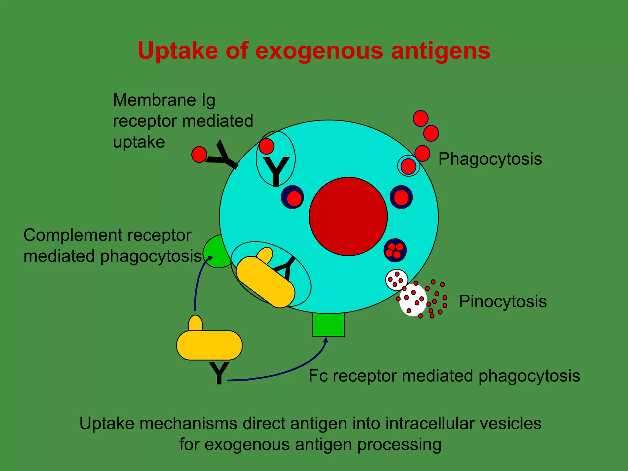 Y Pinocytosis Phagocytosis Membrane Ig receptor mediated uptake Uptake of exogenous antigens Complement receptor mediated phagocytosis Fc receptor mediated phagocytosis Uptake mechanisms direct antigen into intracellular vesicles for exogenous antigen processing Y Y Y 