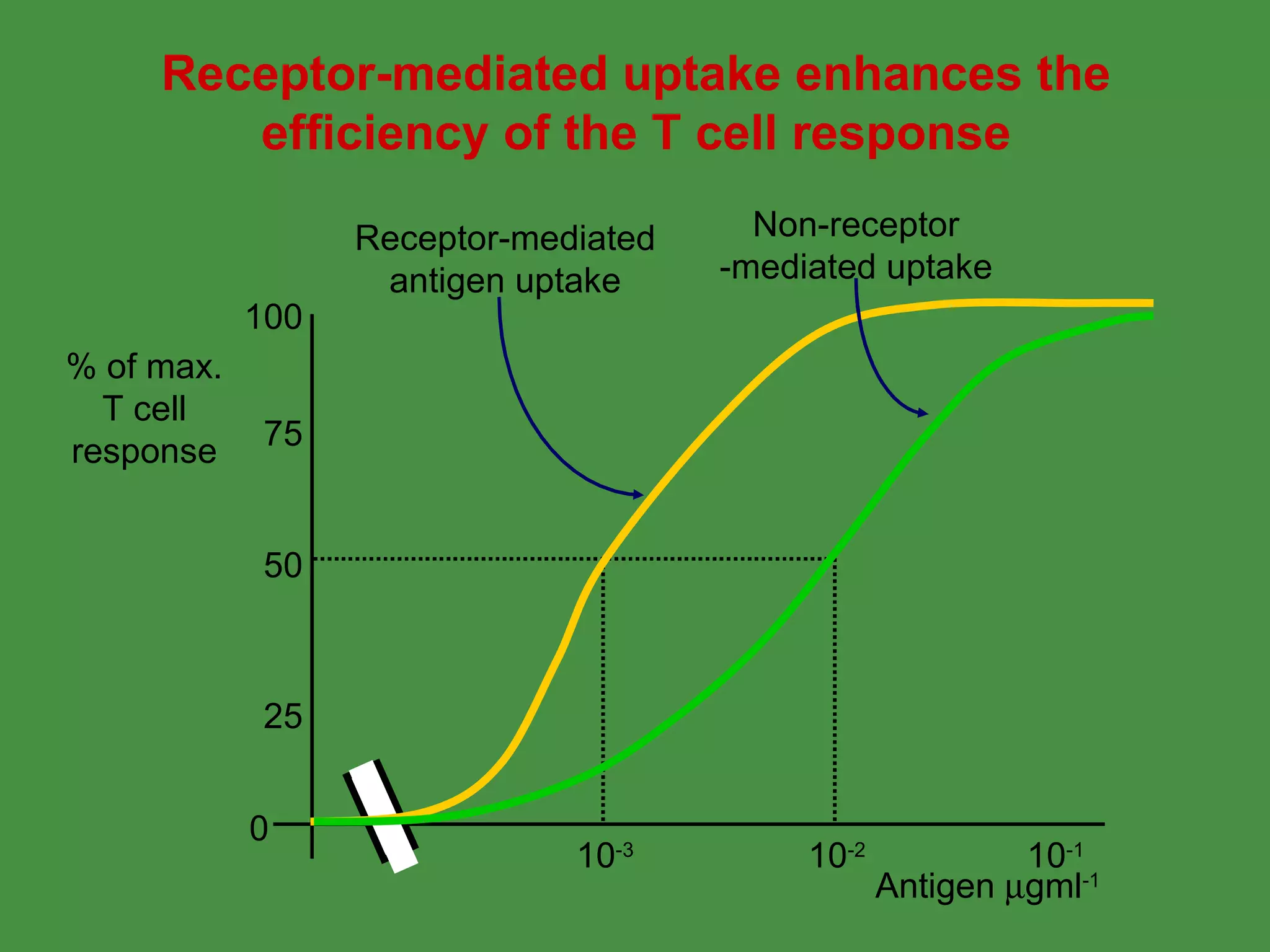 % of max. T cell response Antigen   gml -1 Receptor-mediated uptake enhances the efficiency of the T cell response 100 50 75 25 0 10 -1 10 -2 10 -3 Receptor-mediated antigen uptake Non-receptor -mediated uptake 