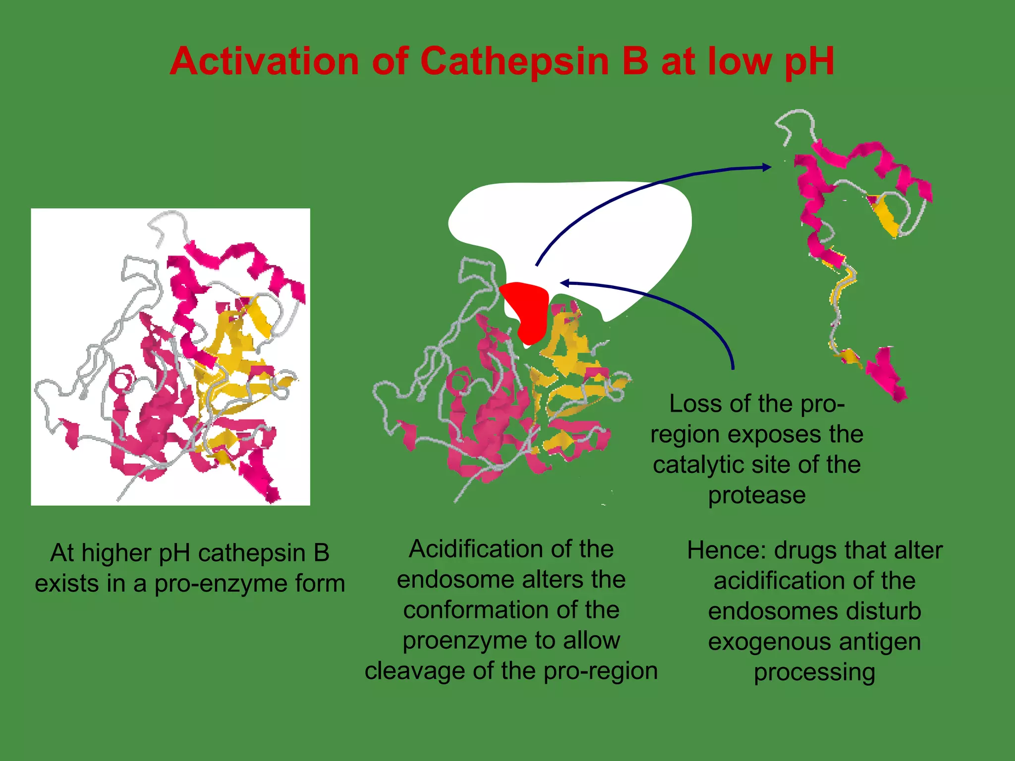 Activation of Cathepsin B at low pH At higher pH cathepsin B exists in a pro-enzyme form Acidification of the endosome alters the conformation of the proenzyme to allow cleavage of the pro-region Hence: drugs that alter acidification of the endosomes disturb exogenous antigen processing Loss of the pro-region exposes the catalytic site of the protease 