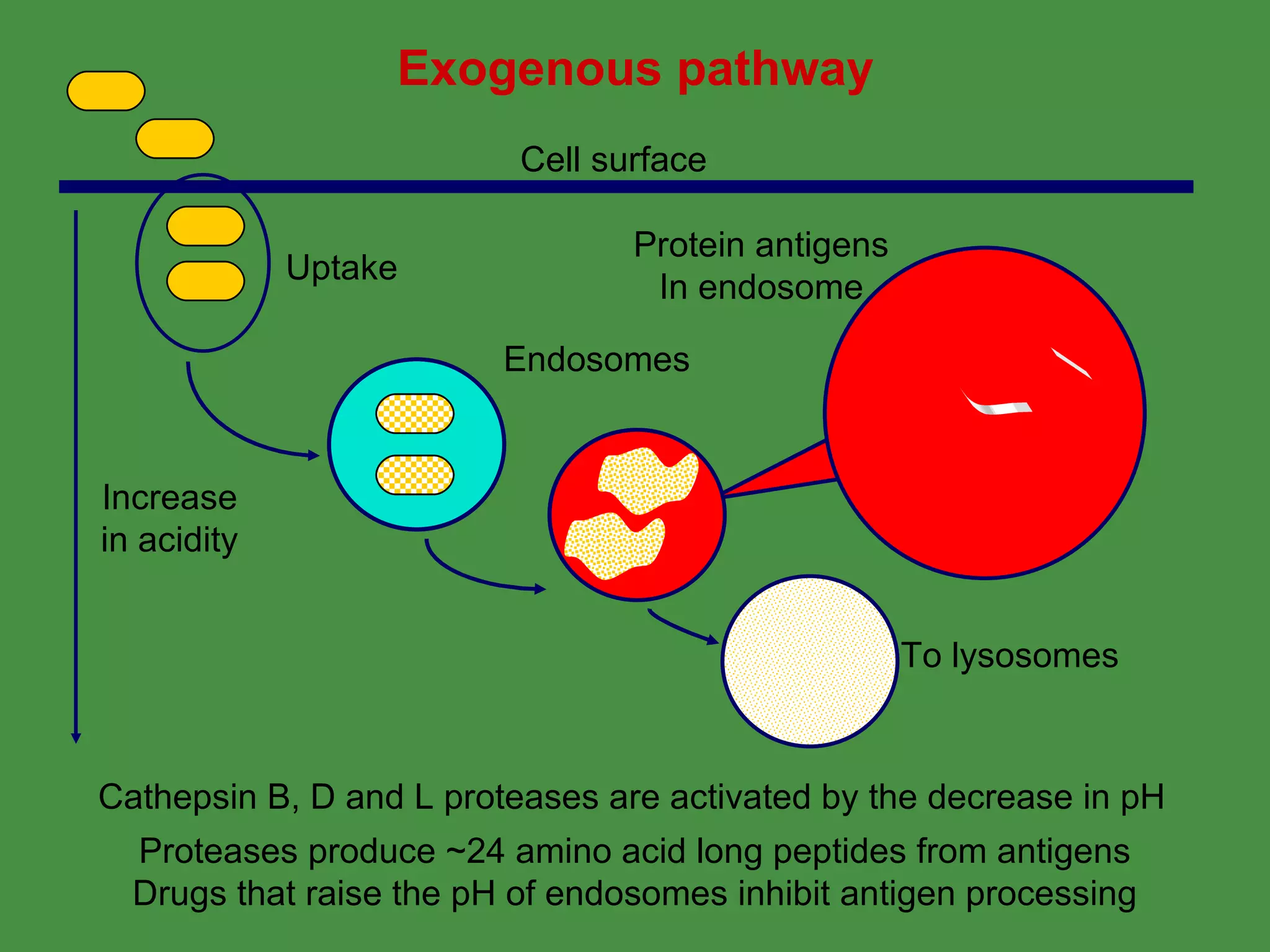 Proteases produce ~24 amino acid long peptides from antigens Drugs that raise the pH of endosomes inhibit antigen processing Exogenous pathway Protein antigens In endosome Cathepsin B, D and L proteases are activated by the decrease in pH Endosomes Increase in acidity Cell surface To lysosomes Uptake 