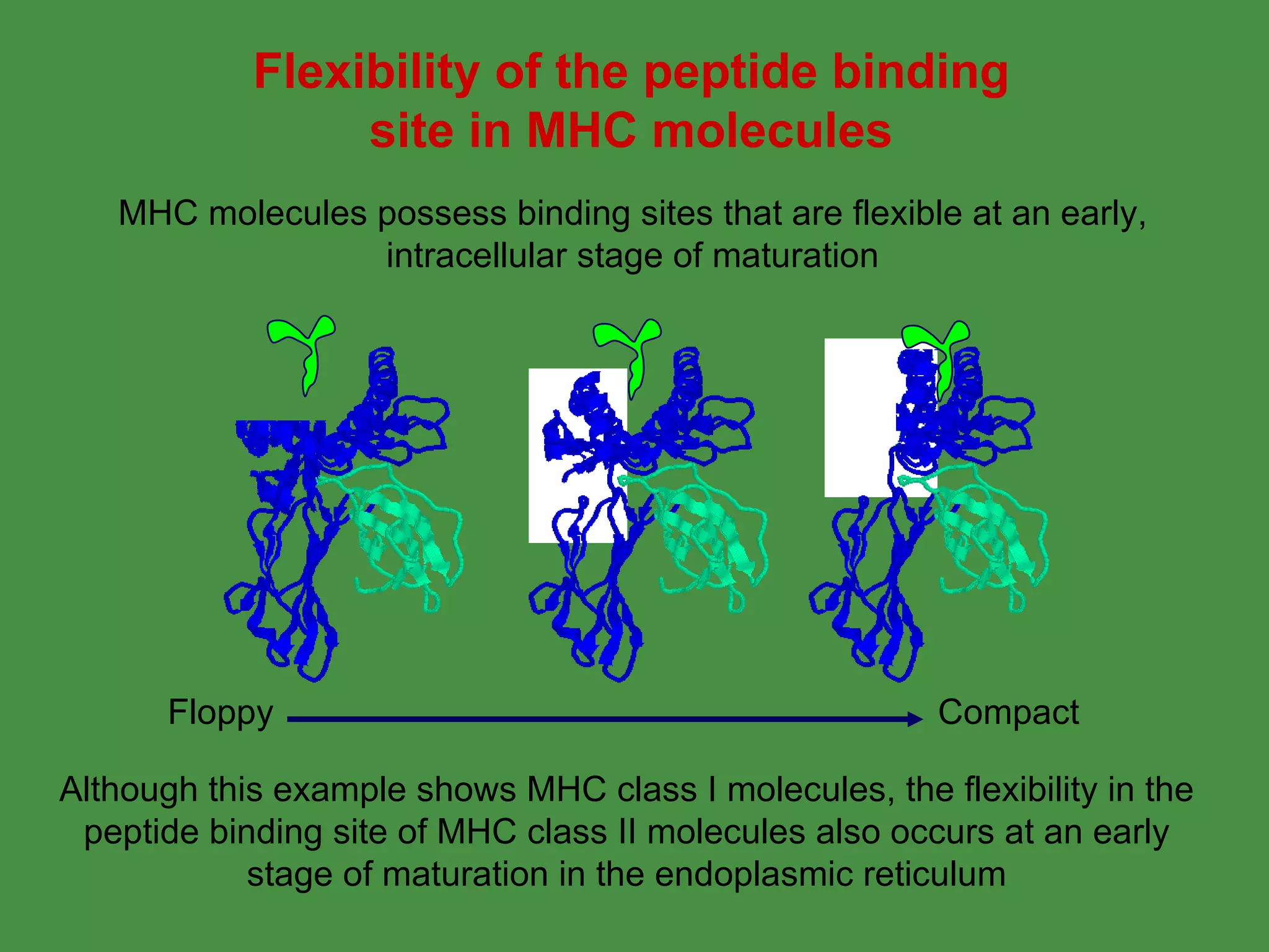 MHC molecules possess binding sites that are flexible at an early, intracellular stage of maturation Flexibility of the peptide binding site in MHC molecules Although this example shows MHC class I molecules, the flexibility in the peptide binding site of MHC class II molecules also occurs at an early stage of maturation in the endoplasmic reticulum Floppy Compact 