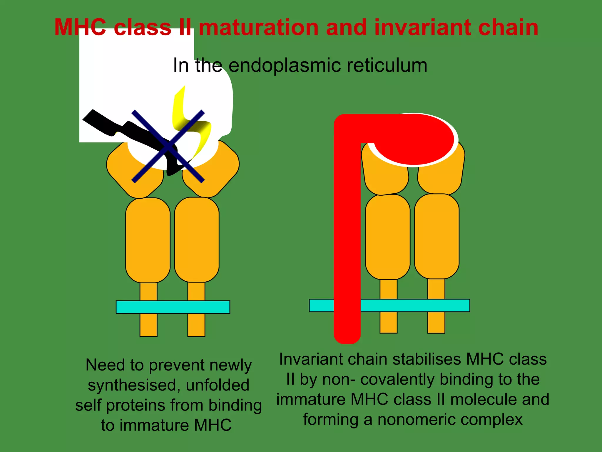 Need to prevent newly synthesised, unfolded self proteins from binding to immature MHC  Invariant chain stabilises MHC class II by non- covalently binding to the immature MHC class II molecule and forming a nonomeric complex In the endoplasmic reticulum MHC class II maturation and invariant chain 