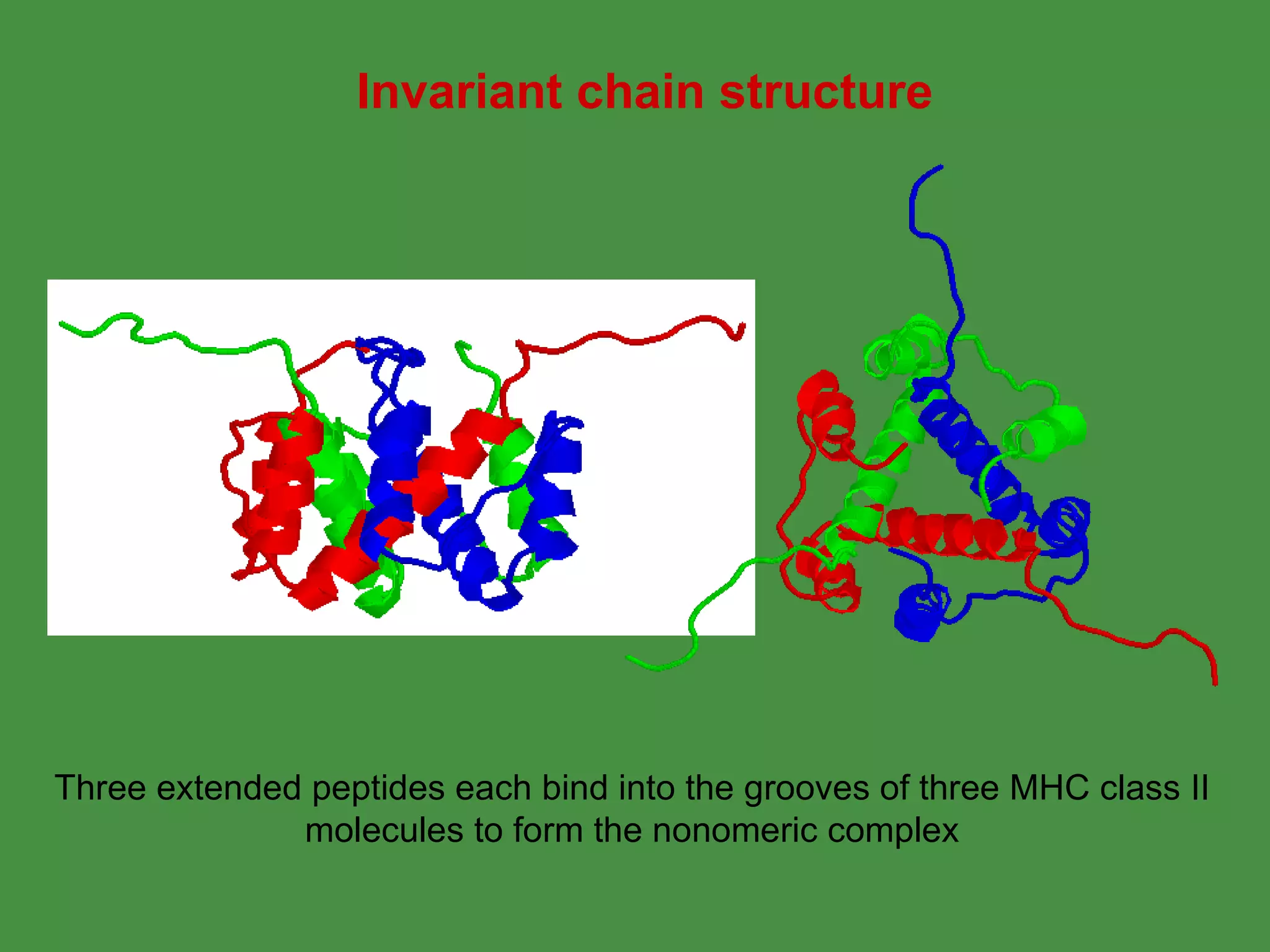 Invariant chain structure Three extended peptides each bind into the grooves of three MHC class II molecules to form the nonomeric complex 