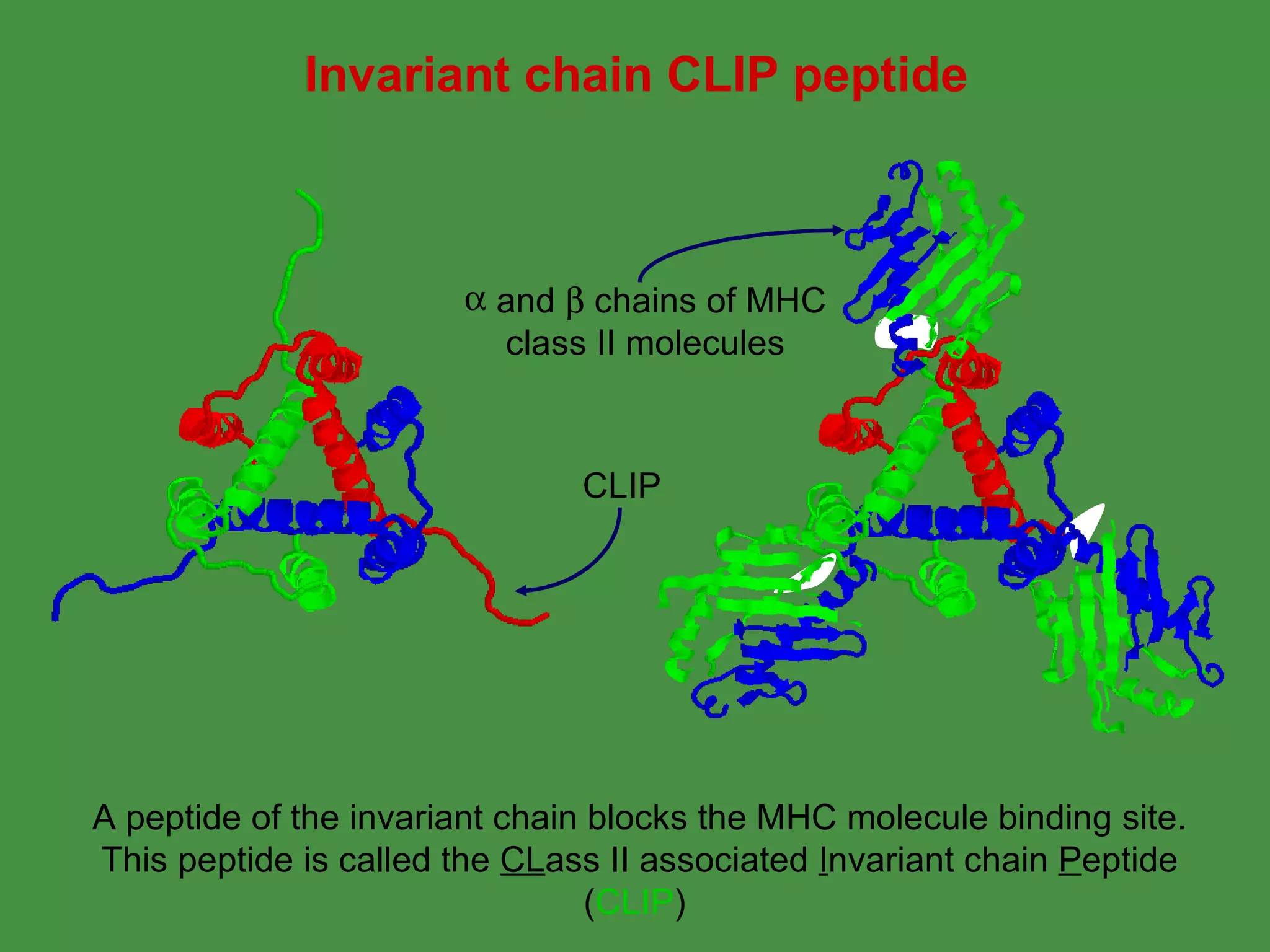 A peptide of the invariant chain blocks the MHC molecule binding site. This peptide is called the  CL ass II associated  I nvariant chain  P eptide ( CLIP )  Invariant chain CLIP peptide and    chains of MHC class II molecules CLIP 