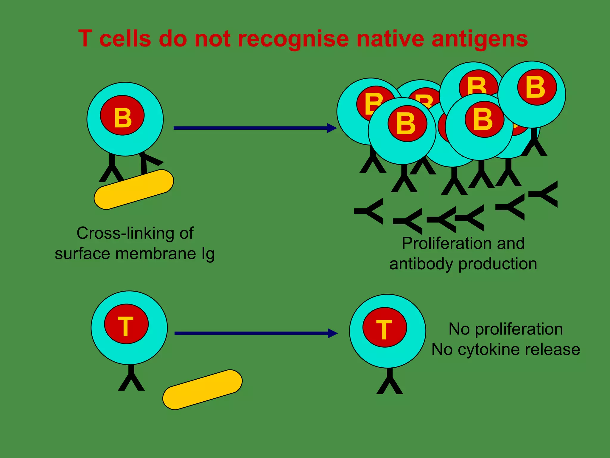T cells do not recognise native antigens Y Y Y Y Y Y Proliferation and antibody production No proliferation No cytokine release Cross-linking of surface membrane Ig Y Y B Y B Y T Y T Y B Y B Y B Y B Y B Y B Y B 
