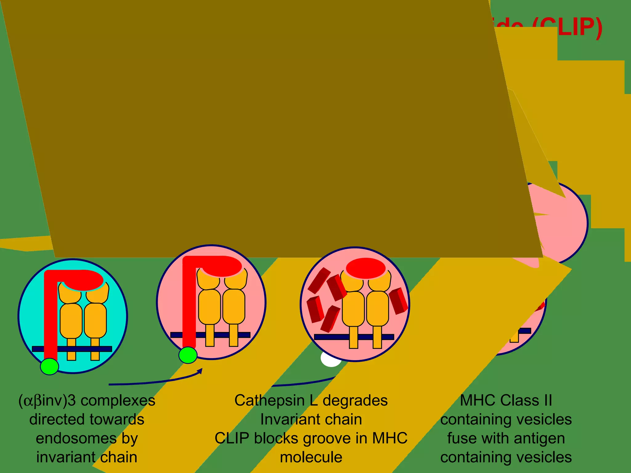 Class II associated invariant chain peptide (CLIP) (  inv)3 complexes directed towards endosomes by invariant chain Cathepsin L degrades Invariant chain CLIP blocks groove in MHC molecule MHC Class II containing vesicles fuse with antigen containing vesicles Endosomes Cell surface Uptake 
