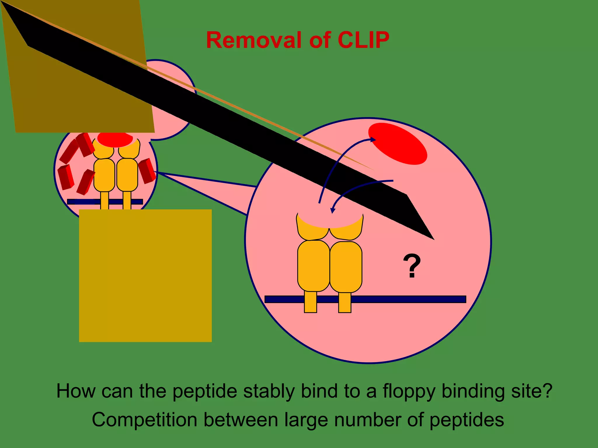 Removal of CLIP ? How can the peptide stably bind to a floppy binding site? Competition between large number of peptides 
