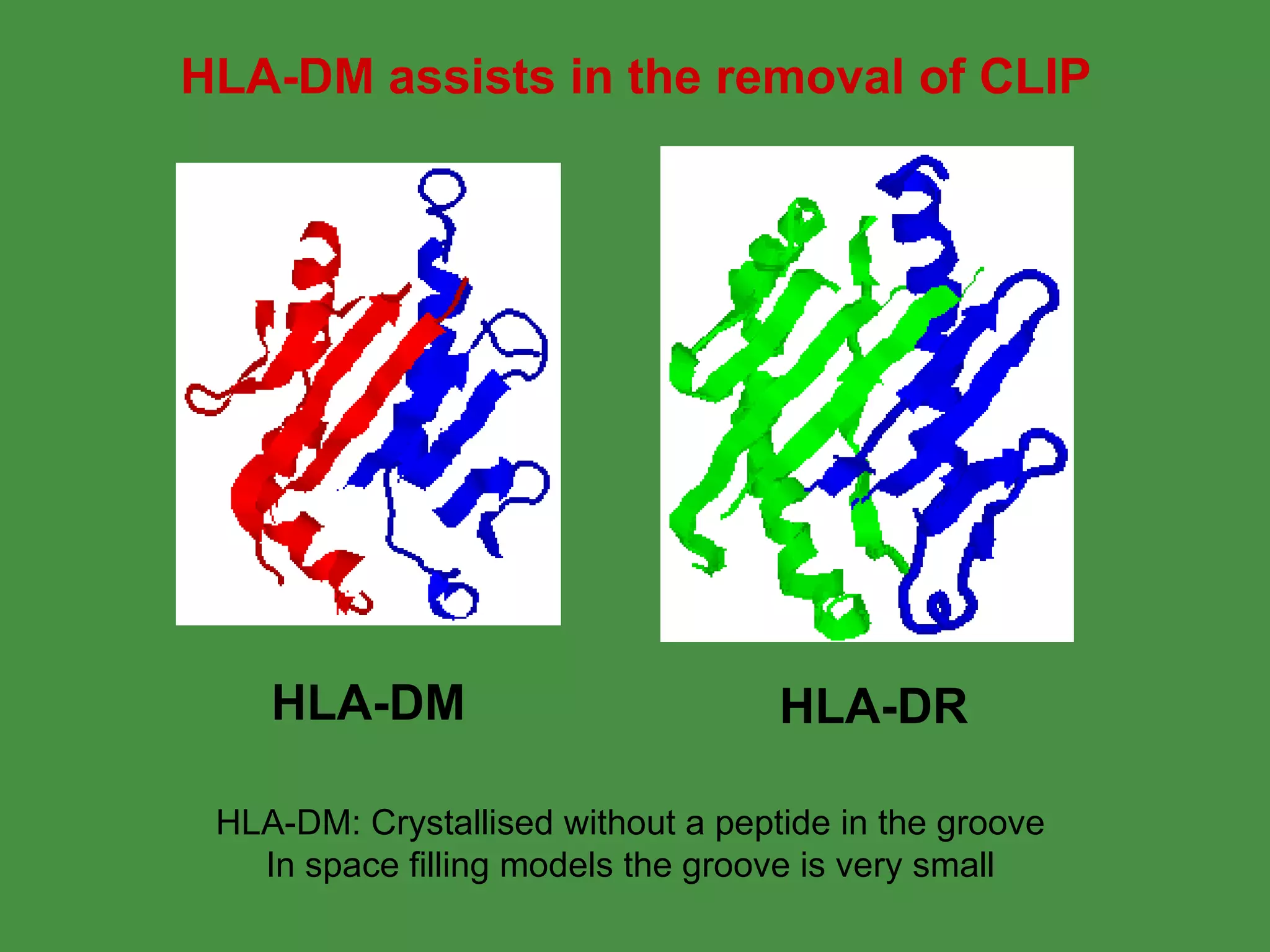 HLA-DM HLA-DR HLA-DM assists in the removal of CLIP HLA-DM: Crystallised without a peptide in the groove In space filling models the groove is very small 