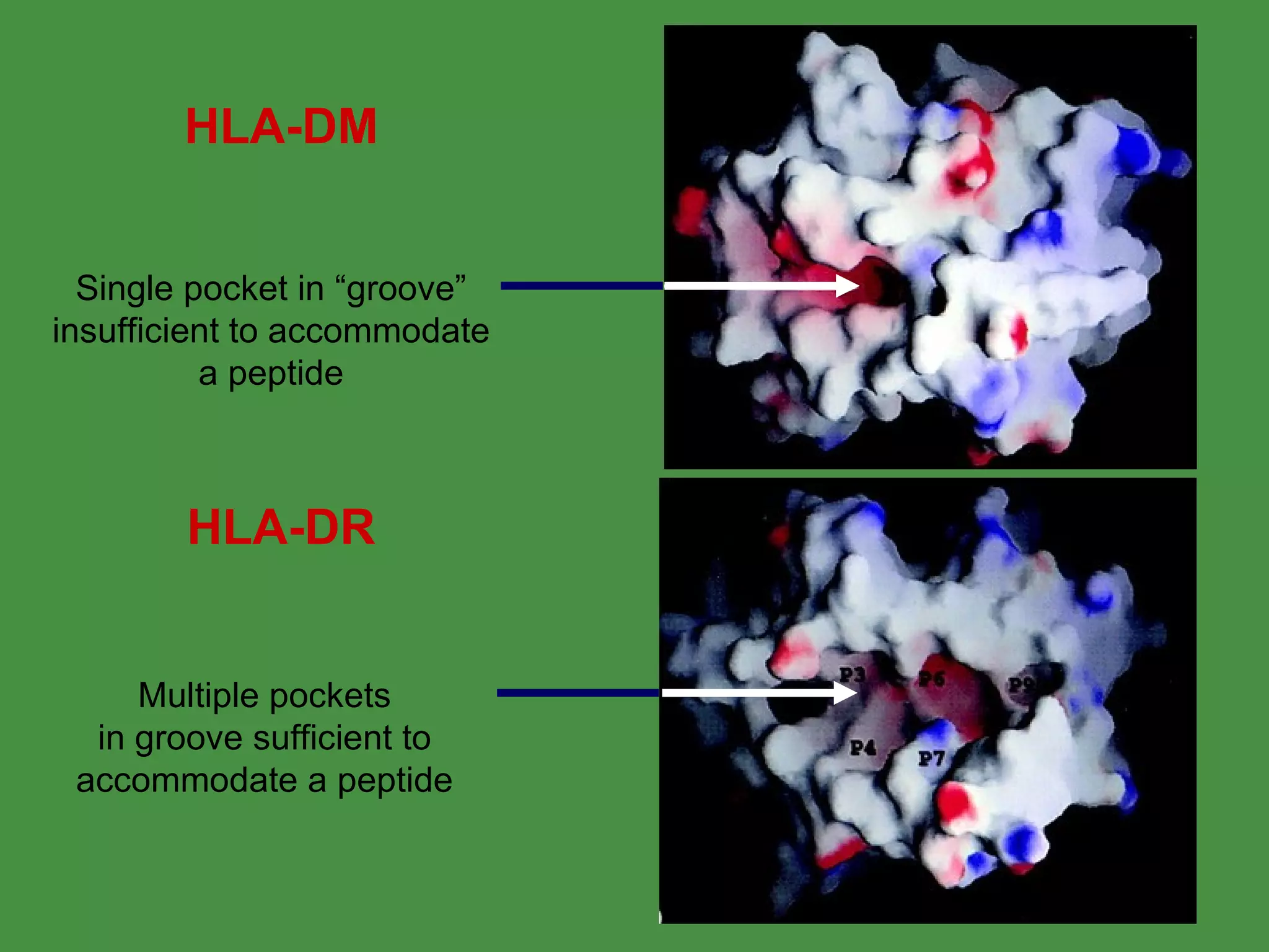 HLA-DM HLA-DR Single pocket in “groove” insufficient to accommodate a peptide Multiple pockets in groove sufficient to accommodate a peptide 