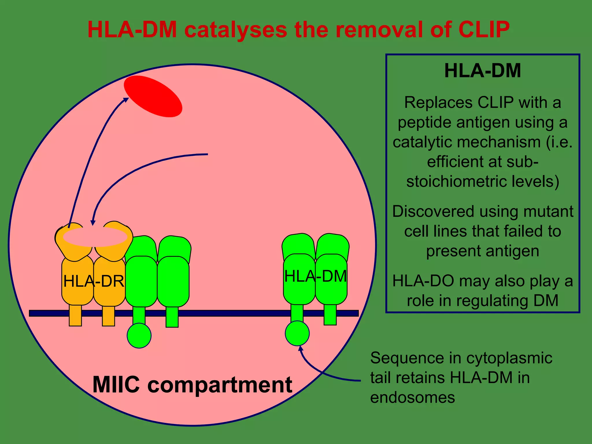 HLA-DM catalyses the removal of CLIP MIIC compartment HLA-DM Replaces CLIP with a peptide antigen using a catalytic mechanism (i.e. efficient at sub-stoichiometric levels) Discovered using mutant cell lines that failed to present antigen HLA-DO may also play a role in regulating DM Sequence in cytoplasmic tail retains HLA-DM in endosomes HLA-DM HLA-DR 