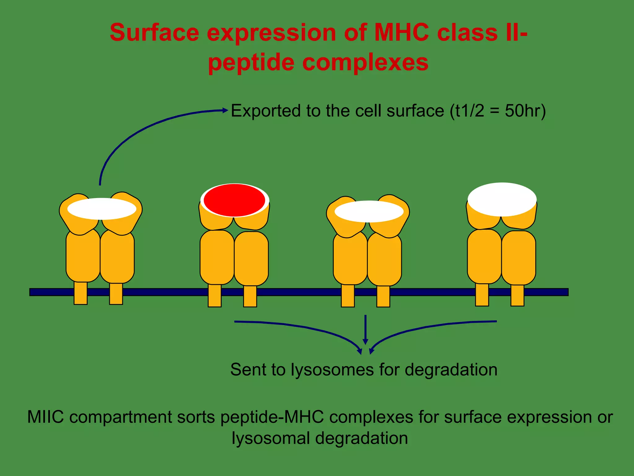 MIIC compartment sorts peptide-MHC complexes for surface expression or lysosomal degradation Surface expression of MHC class II- peptide complexes Exported to the cell surface (t1/2 = 50hr) Sent to lysosomes for degradation  