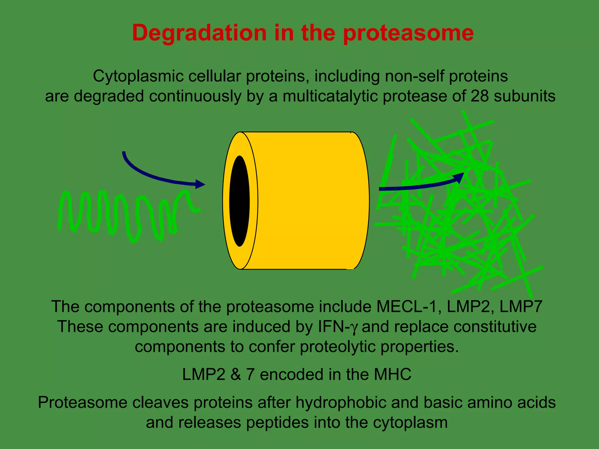 Degradation in the proteasome The components of the proteasome include MECL-1, LMP2, LMP7 These components are induced by IFN-   and replace constitutive components to confer proteolytic properties. LMP2 & 7 encoded in the MHC Proteasome cleaves proteins after hydrophobic and basic amino acids and releases peptides into the cytoplasm Cytoplasmic cellular proteins, including non-self proteins are degraded continuously by a multicatalytic protease of 28 subunits 