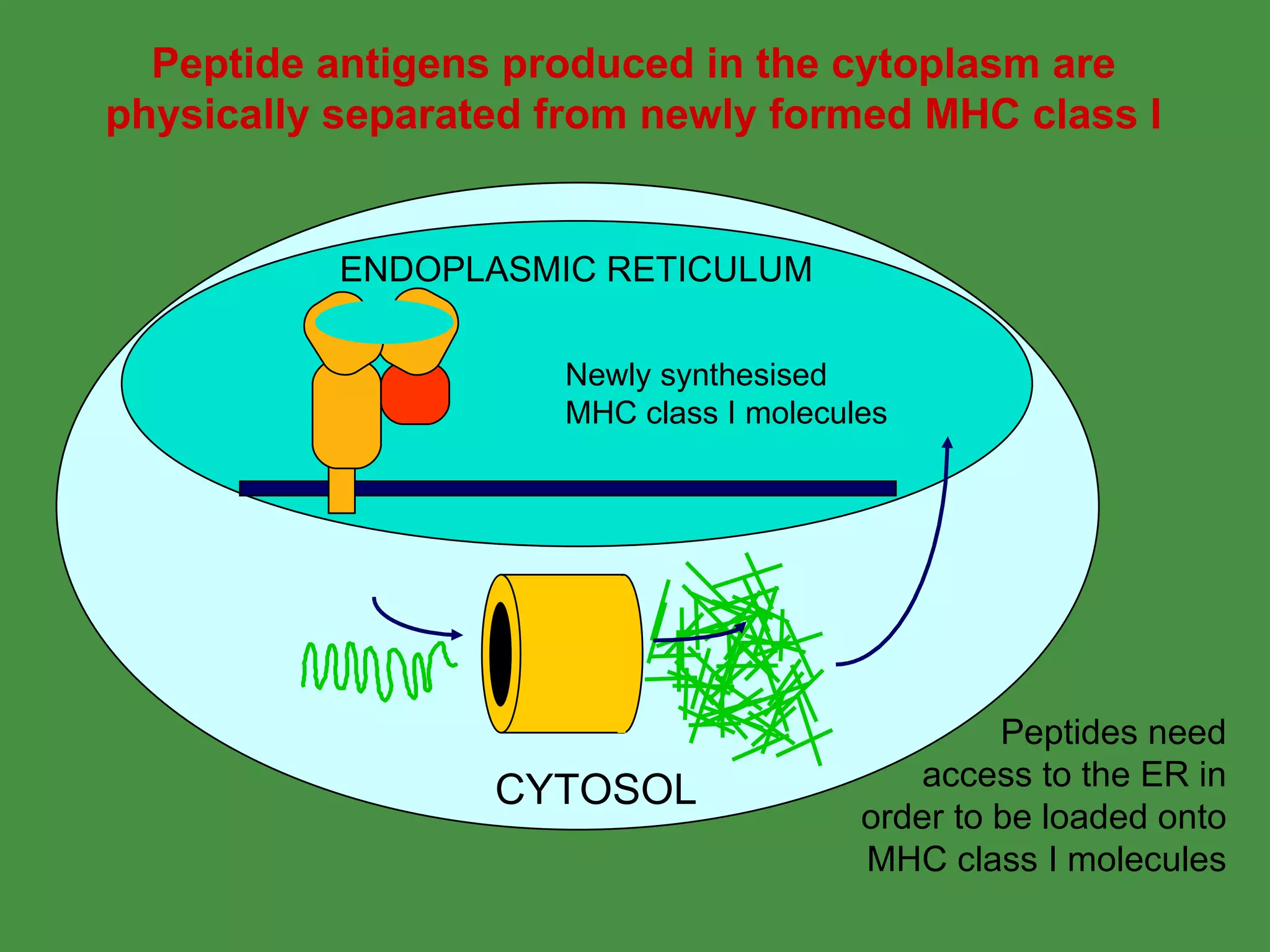 ENDOPLASMIC RETICULUM CYTOSOL Peptide antigens produced in the cytoplasm are physically separated from newly formed MHC class I Newly synthesised MHC class I molecules Peptides need access to the ER in order to be loaded onto MHC class I molecules 