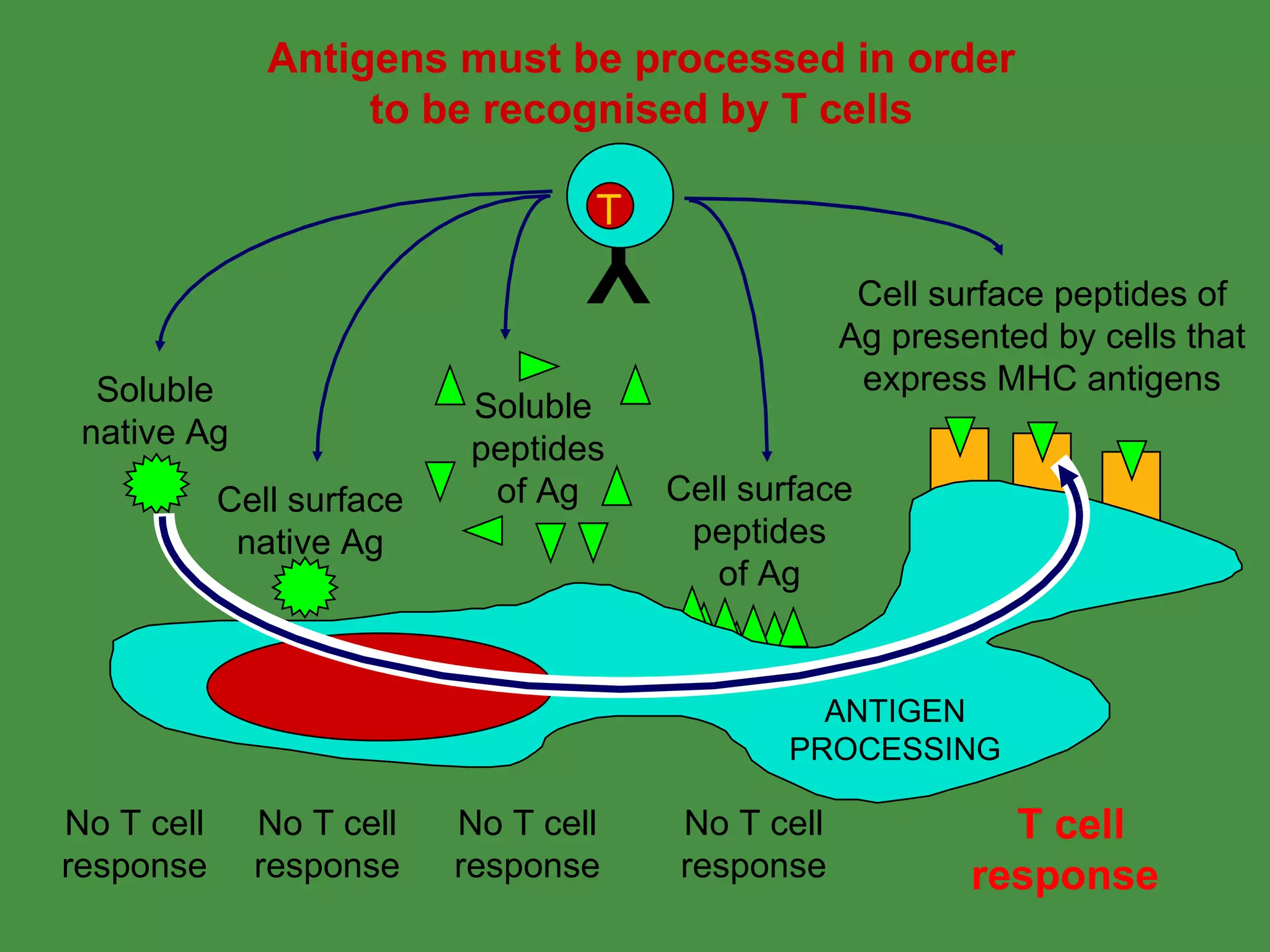 Antigens must be processed in order to be recognised by T cells T cell response No T cell response No T cell response No T cell response No T cell response ANTIGEN PROCESSING Cell surface peptides of Ag Y T Soluble native Ag Cell surface native Ag Soluble  peptides of Ag Cell surface peptides of Ag presented by cells that express MHC antigens 