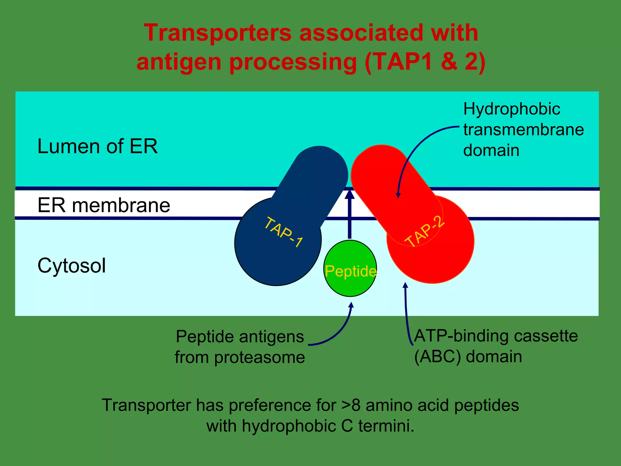 Transporters associated with antigen processing (TAP1 & 2) Transporter has preference for >8 amino acid peptides with hydrophobic C termini. ER membrane Lumen of ER Cytosol TAP-1 TAP-2 Peptide TAP-1 TAP-2 Peptide TAP-1 TAP-2 Peptide TAP-1 TAP-2 Peptide TAP-1 TAP-2 Peptide TAP-1 TAP-2 Peptide TAP-1 TAP-2 Peptide TAP-1 TAP-2 Peptide TAP-1 TAP-2 Peptide TAP-1 TAP-2 Peptide ER membrane Lumen of ER Cytosol TAP-1 TAP-2 Peptide ATP-binding cassette (ABC) domain Hydrophobic transmembrane domain Peptide antigens from proteasome 