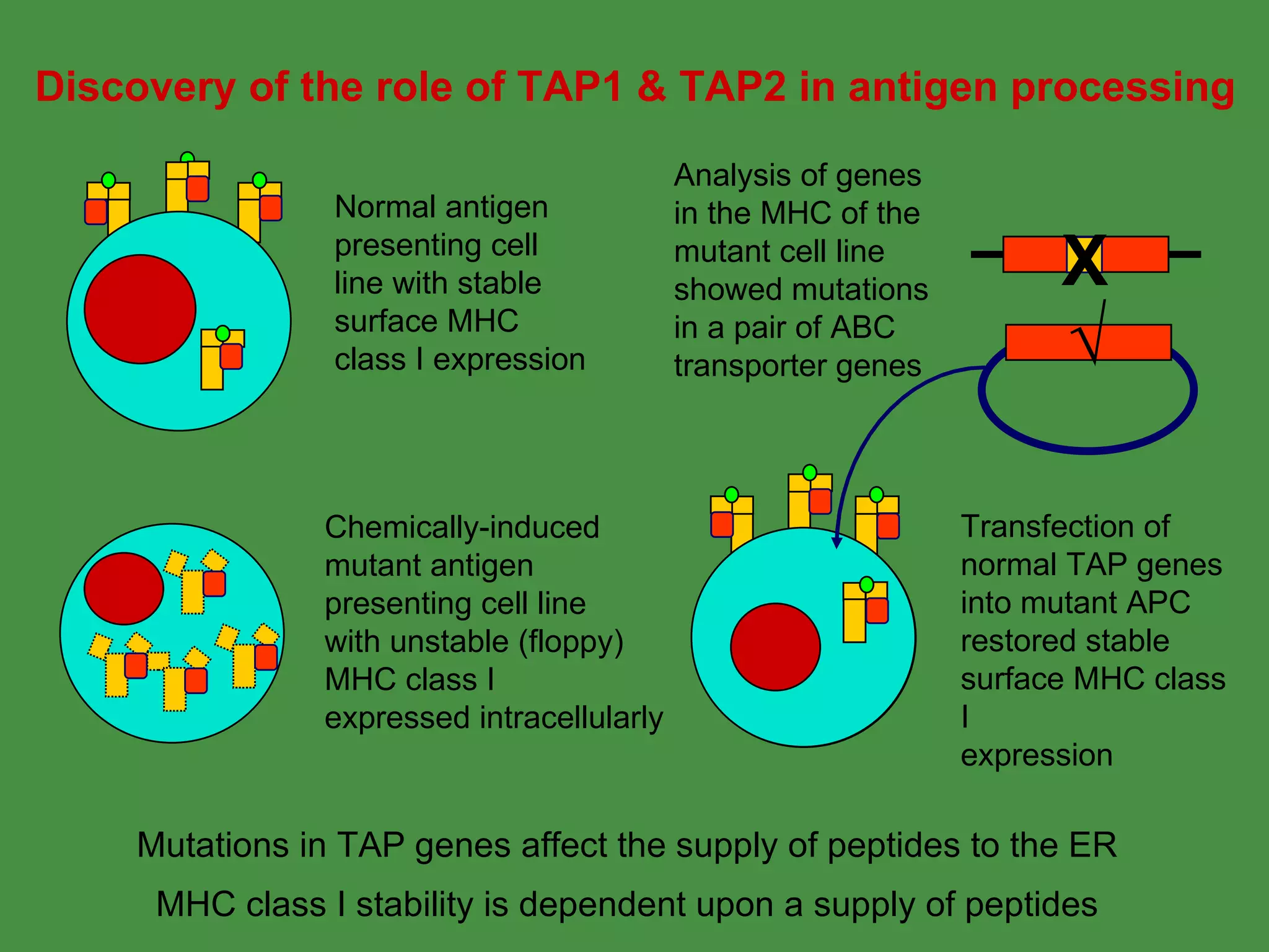 Discovery of the role of TAP1 & TAP2 in antigen processing Transfection of  normal TAP genes into mutant APC restored stable surface MHC class I expression Mutations in TAP genes affect the supply of peptides to the ER MHC class I stability is dependent upon a supply of peptides Analysis of genes in the MHC of the mutant cell line showed mutations in a pair of ABC transporter genes Normal antigen  presenting cell line with stable surface MHC class I expression Chemically-induced mutant antigen presenting cell line with unstable (floppy) MHC class I expressed intracellularly √ X 