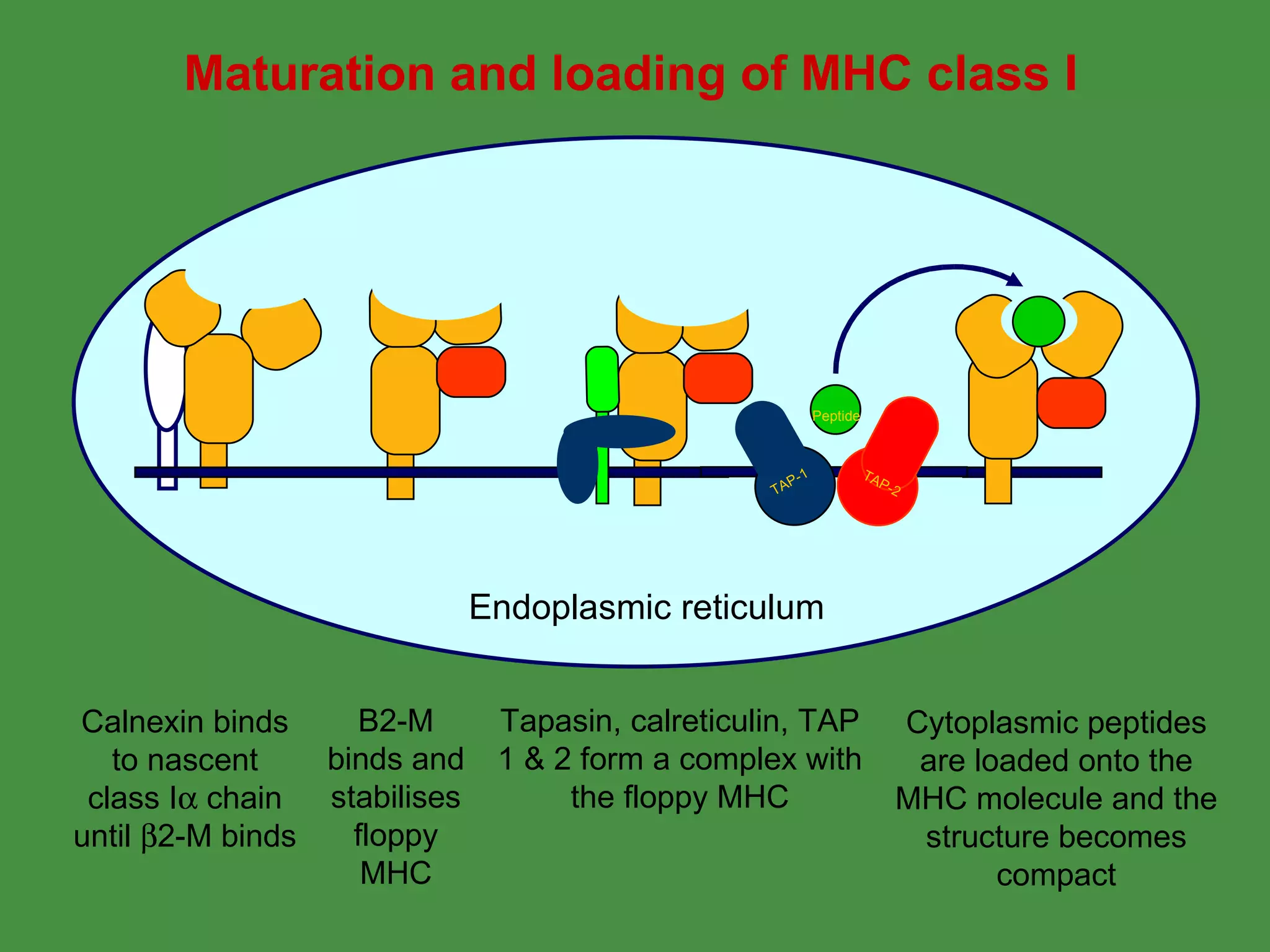 Calnexin binds to nascent class I   chain until   2-M binds B2-M binds and stabilises floppy MHC Tapasin, calreticulin, TAP 1 & 2 form a complex with the floppy MHC Cytoplasmic peptides are loaded onto the MHC molecule and the structure becomes compact Maturation and loading of MHC class I Endoplasmic reticulum TAP-1 TAP-2 Peptide TAP-1 TAP-2 Peptide TAP-1 TAP-2 Peptide TAP-1 TAP-2 Peptide TAP-1 TAP-2 Peptide TAP-1 TAP-2 Peptide TAP-1 TAP-2 Peptide TAP-1 TAP-2 Peptide TAP-1 TAP-2 Peptide TAP-1 TAP-2 Peptide TAP-1 TAP-2 Peptide 