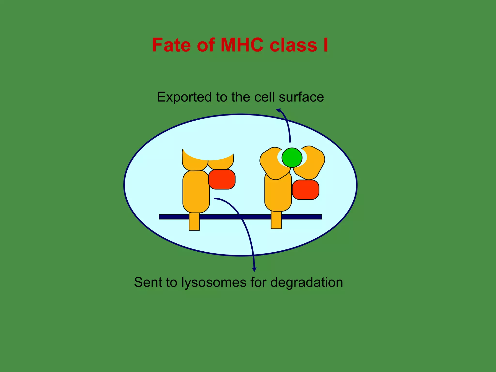 Fate of MHC class I Sent to lysosomes for degradation  Exported to the cell surface 