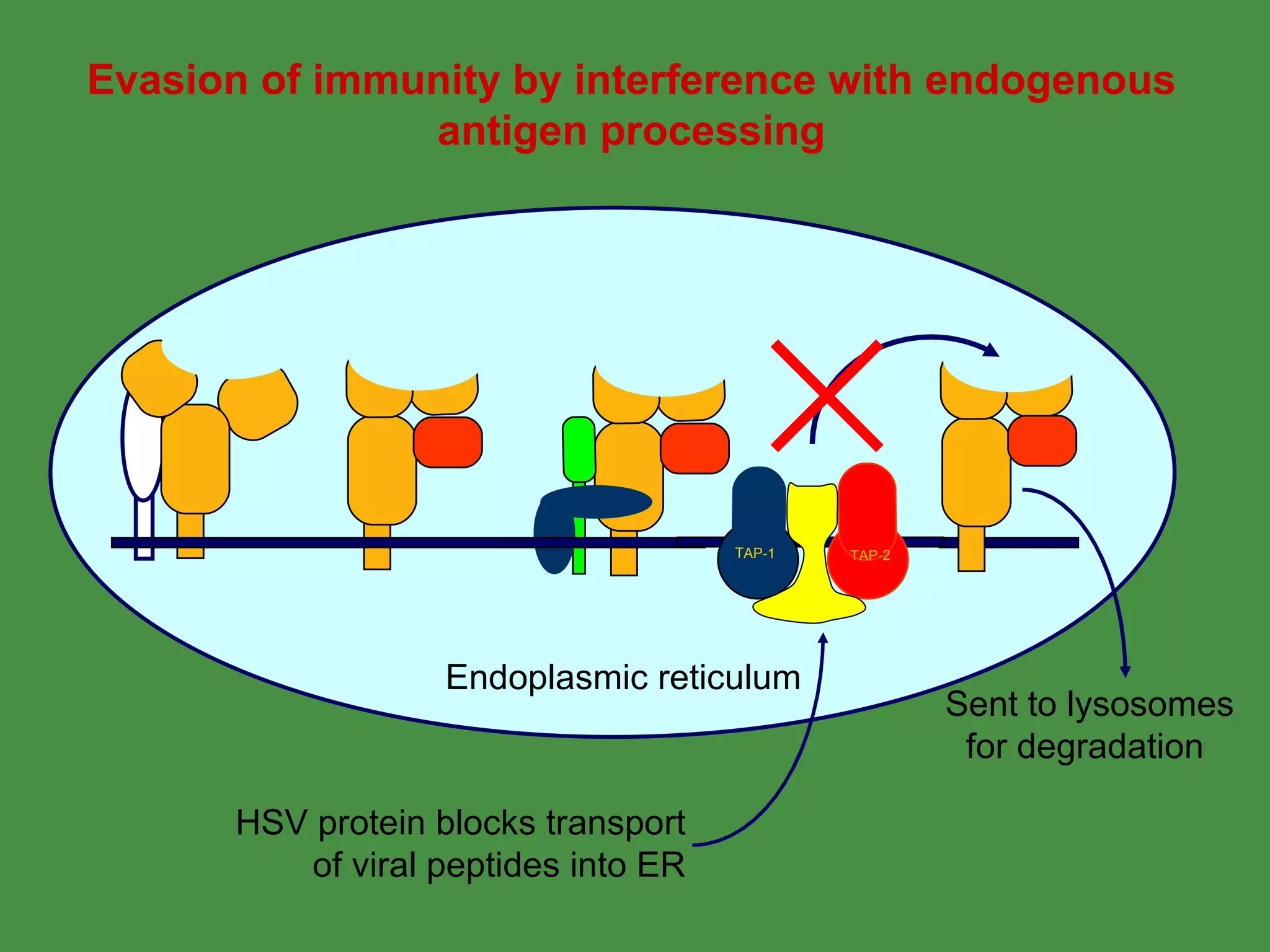 Evasion of immunity by interference with endogenous antigen processing Endoplasmic reticulum TAP-1 TAP-2 Peptide TAP-1 TAP-2 Peptide TAP-1 TAP-2 Peptide TAP-1 TAP-2 Peptide TAP-1 TAP-2 HSV protein blocks transport of viral peptides into ER Sent to lysosomes for degradation  