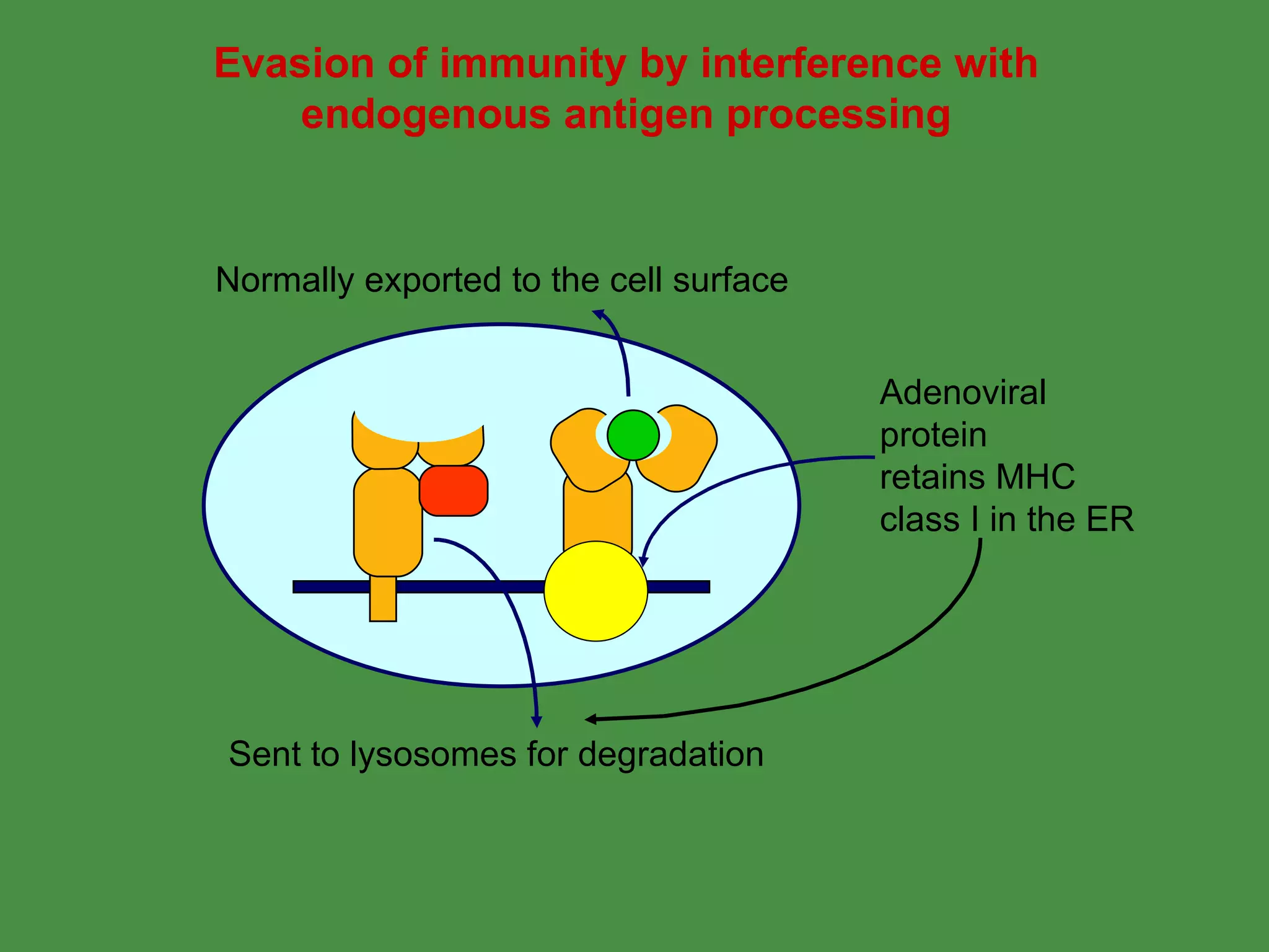 Evasion of immunity by interference with endogenous antigen processing Sent to lysosomes for degradation  Normally exported to the cell surface Adenoviral protein retains MHC class I in the ER 