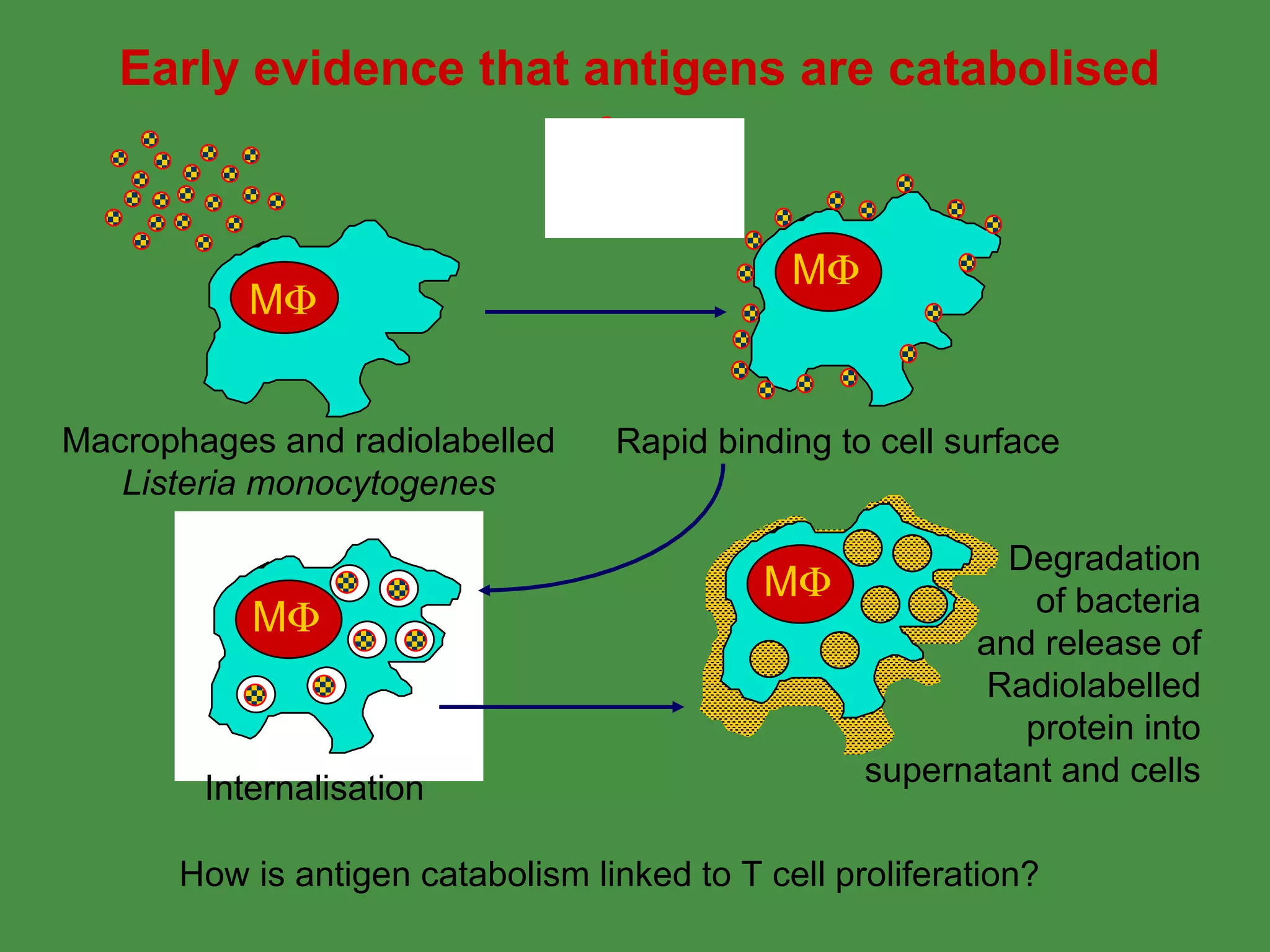 Early evidence that antigens are catabolised Macrophages and radiolabelled Listeria monocytogenes Internalisation Rapid binding to cell surface Degradation of bacteria and release of Radiolabelled protein into supernatant and cells How is antigen catabolism linked to T cell proliferation? M  M  M  M  