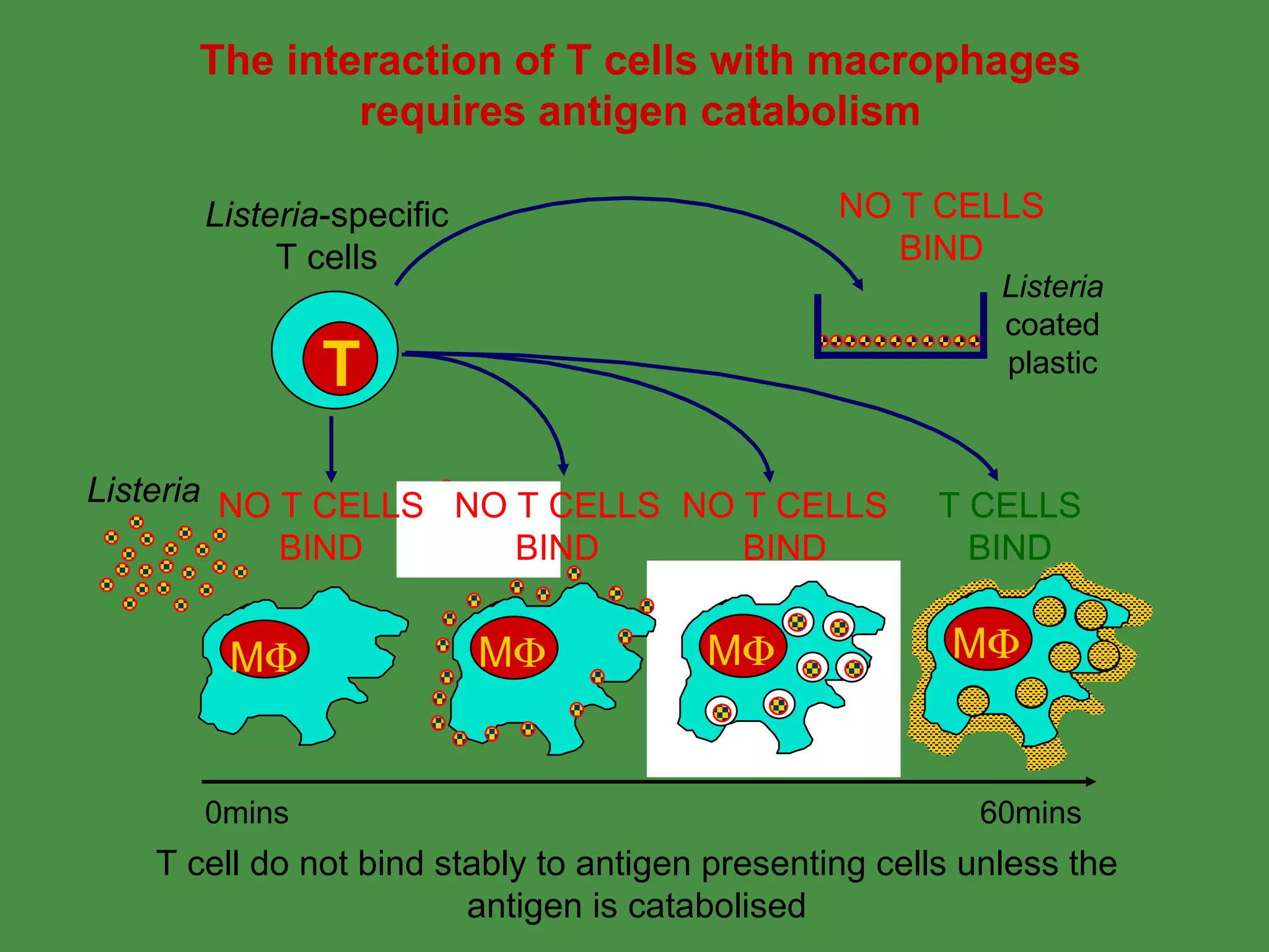 The interaction of T cells with macrophages requires antigen catabolism Listeria T cell do not bind stably to antigen presenting cells unless the antigen is catabolised M  M  M  M  0mins 60mins T Listeria -specific T cells NO T CELLS BIND NO T CELLS BIND T CELLS BIND Listeria coated plastic NO T CELLS BIND NO T CELLS BIND 