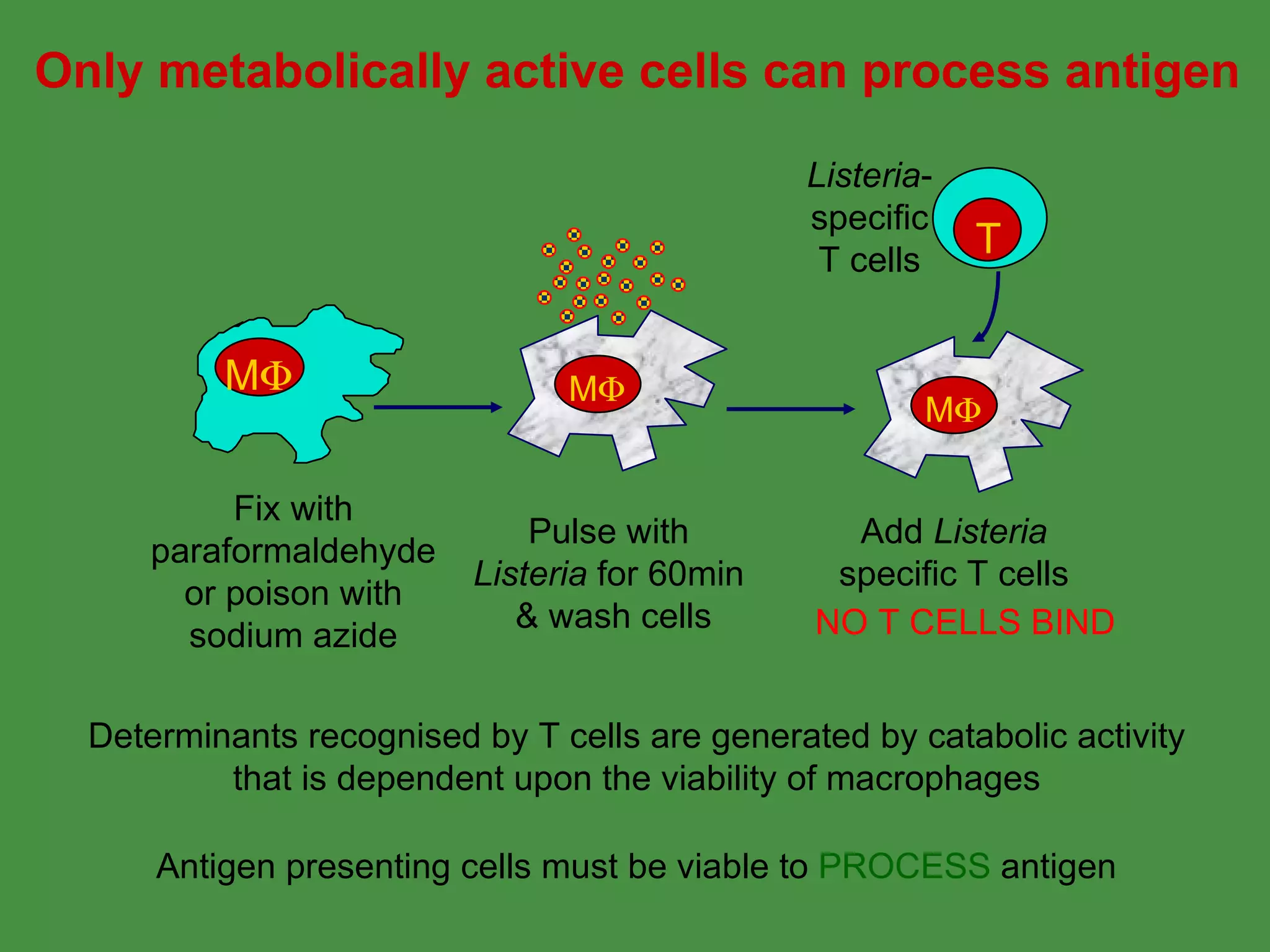 Only metabolically active cells can process antigen Determinants recognised by T cells are generated by catabolic activity that is dependent upon the viability of macrophages Fix with paraformaldehyde or poison with sodium azide Pulse with Listeria  for 60min & wash cells Add  Listeria specific T cells NO T CELLS BIND Antigen presenting cells must be viable to  PROCESS  antigen M  M  M  T Listeria -specific T cells 