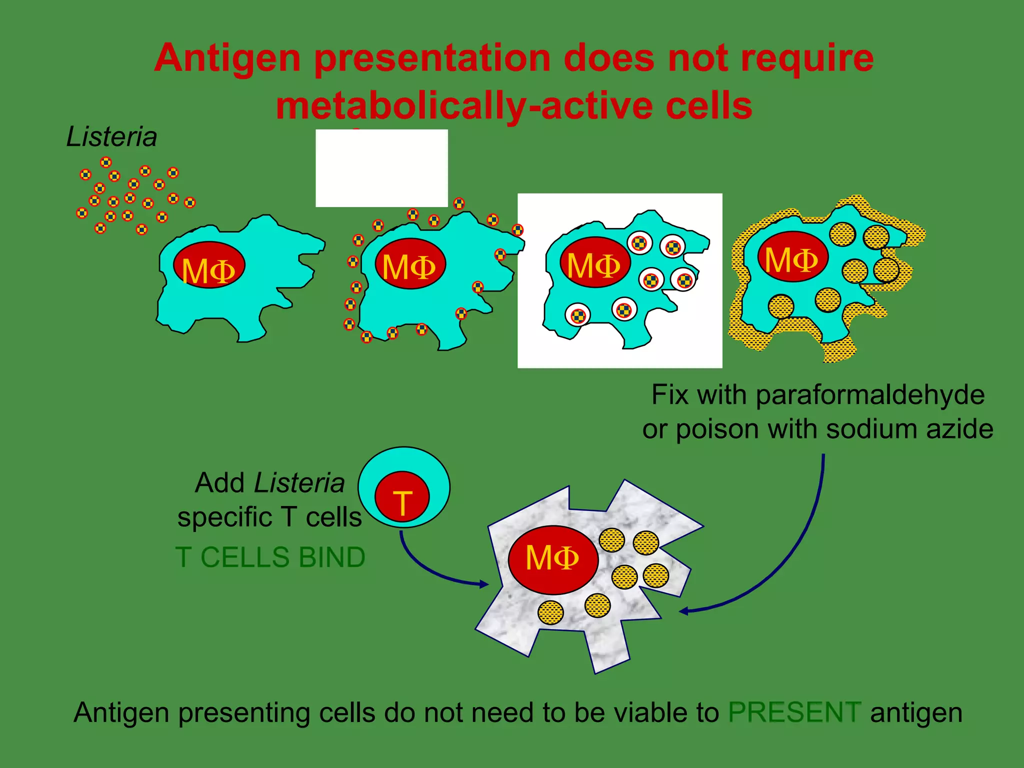 Fix with paraformaldehyde or poison with sodium azide Listeria T CELLS BIND Antigen presenting cells do not need to be viable to  PRESENT  antigen Antigen presentation does not require metabolically-active cells M  M  M  M  T Add  Listeria specific T cells M  