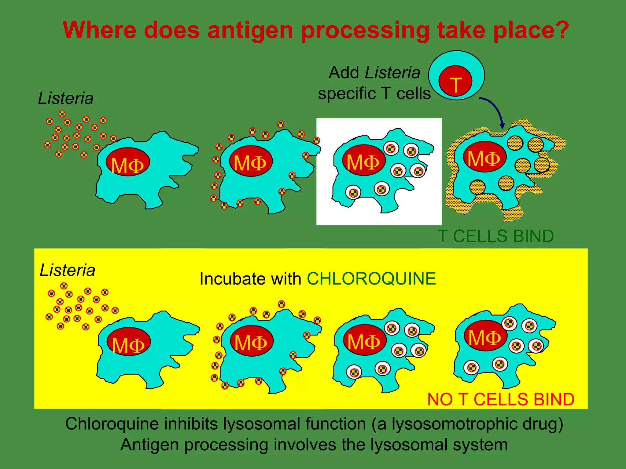 Where does antigen processing take place? Incubate with  CHLOROQUINE T CELLS BIND NO T CELLS BIND Chloroquine inhibits lysosomal function (a lysosomotrophic drug) Antigen processing involves the lysosomal system M  M  M  M  M  M  Listeria Listeria M  M  T Add  Listeria specific T cells 