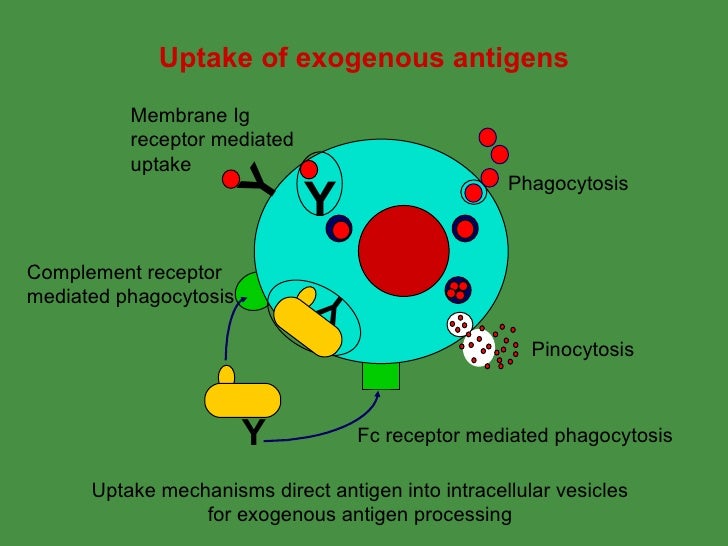 Antigen Processing