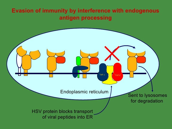 Antigen Processing