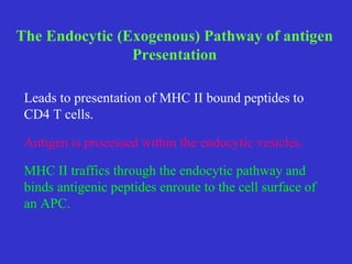 The Endocytic (Exogenous) Pathway of antigen Presentation Leads to presentation of MHC II bound peptides to CD4 T cells. Antigen is processed within the endocytic vesicles. MHC II traffics through the endocytic pathway and binds antigenic peptides enroute to the cell surface of an APC. 