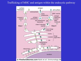 Trafficking of MHC and antigen within the endocytic pathway 