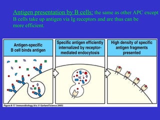 Antigen presentation by B cells:  the same as other APC except B cells take up antigen via Ig receptors and are thus can be more efficient. 