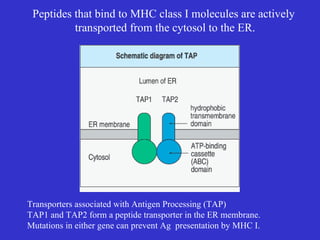 Peptides that bind to MHC class I molecules are actively  transported from the cytosol to the ER. Transporters associated with Antigen Processing (TAP) TAP1 and TAP2 form a peptide transporter in the ER membrane. Mutations in either gene can prevent Ag  presentation by MHC I. 