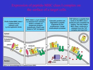 Expression of peptide-MHC class I complex on  the surface of a target cells 