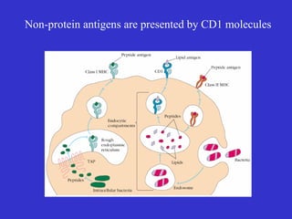 Non-protein antigens are presented by CD1 molecules 