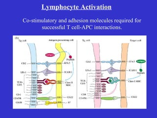 Co-stimulatory and adhesion molecules required for successful T cell-APC interactions. Lymphocyte Activation 