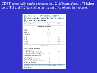 CD4 T helper cells can be separated into 2 different subsets of T helper cells: T H 1 and T H 2 depending on  the set of cytokines they secrete. 