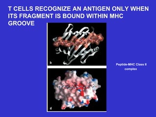 T CELLS RECOGNIZE AN ANTIGEN ONLY WHEN ITS FRAGMENT IS BOUND WITHIN MHC GROOVE   Peptide-MHC Class II complex   