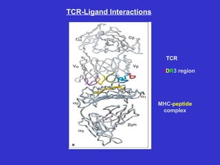 TCR MHC- peptide complex TCR-Ligand Interactions C D R 3   region 