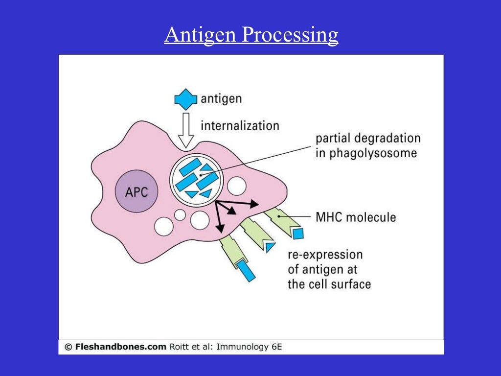 Antigen processing lecturenkn