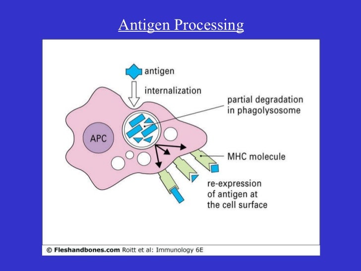 Antigen processing lecturenkn