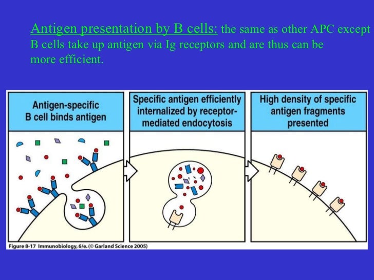 Antigen processing lecturenkn