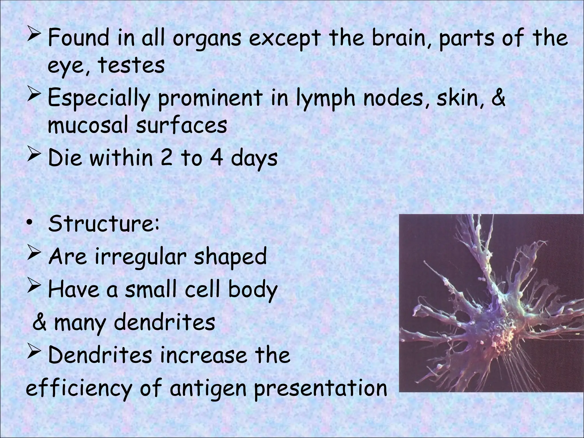  Found in all organs except the brain, parts of the
eye, testes
 Especially prominent in lymph nodes, skin, &
mucosal surfaces
 Die within 2 to 4 days
• Structure:
 Are irregular shaped
 Have a small cell body
& many dendrites
 Dendrites increase the
efficiency of antigen presentation
 
