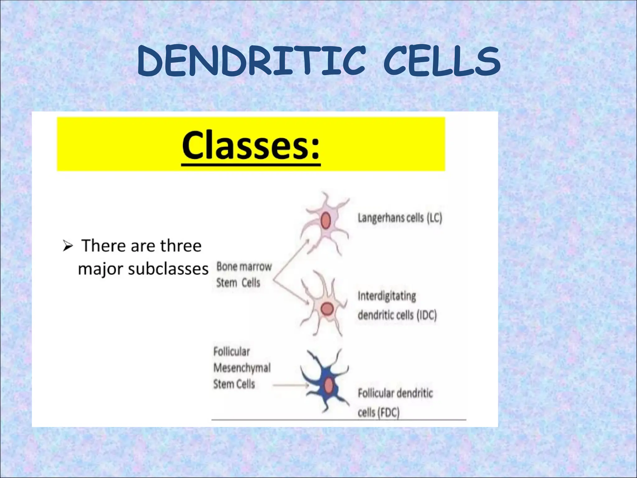 DENDRITIC CELLS
 