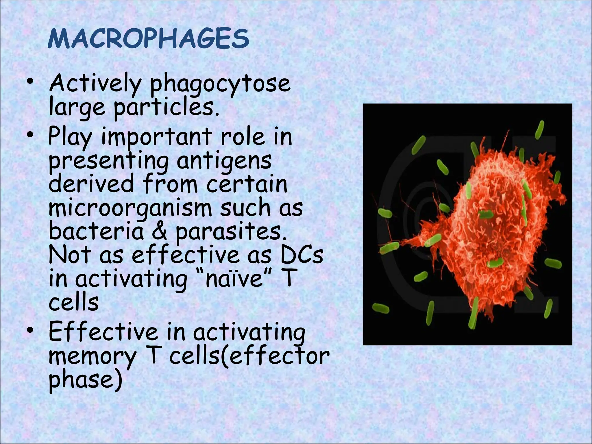 MACROPHAGES
• Actively phagocytose
large particles.
• Play important role in
presenting antigens
derived from certain
microorganism such as
bacteria & parasites.
Not as effective as DCs
in activating “naïve” T
cells
• Effective in activating
memory T cells(effector
phase)
 